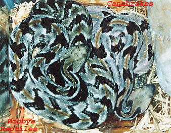 My Canebrakes copy.jpg [107 Kb]